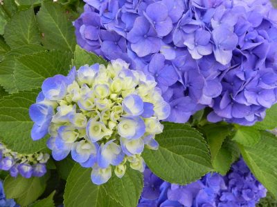 姫紫陽花土壌が決めて青の色