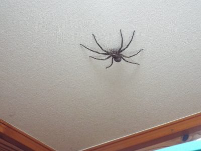 大蜘蛛が占領したる風呂場かな